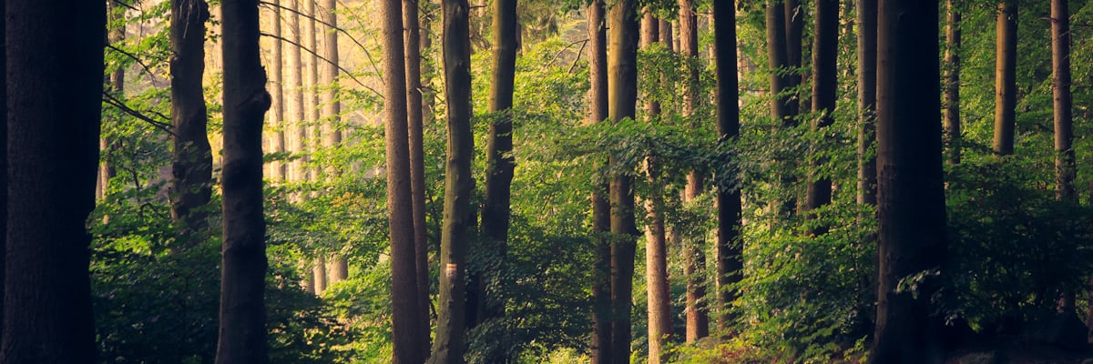 Forest foliage backdrop, Health Britannica niche tag explorer
