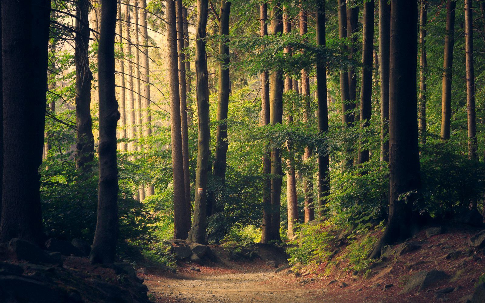 Forest foliage backdrop, choose your Health Britannica supplement stack