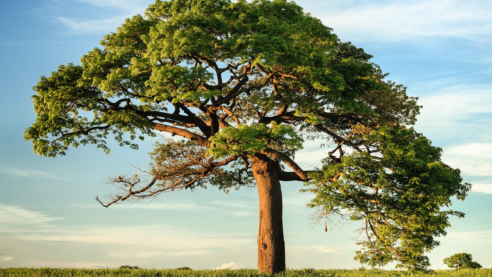 Oak tree canopy backdrop, Health Britannica evidence-driven supplement guidance