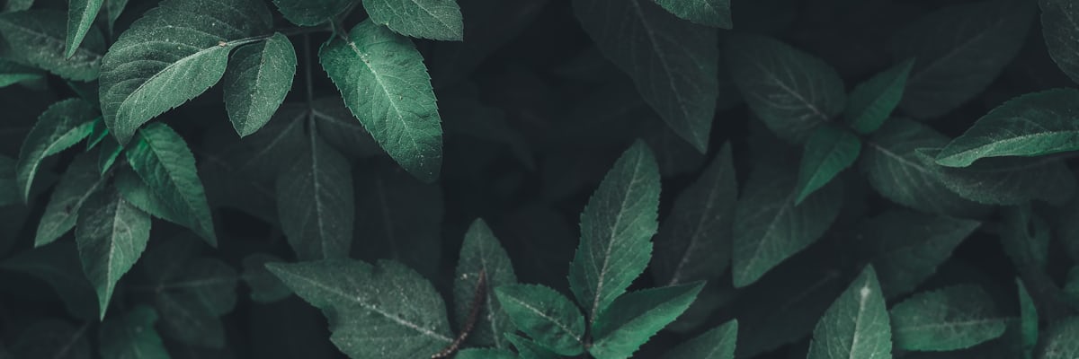 Sunlit forest canopy backdrop, search Health Britannica by niche