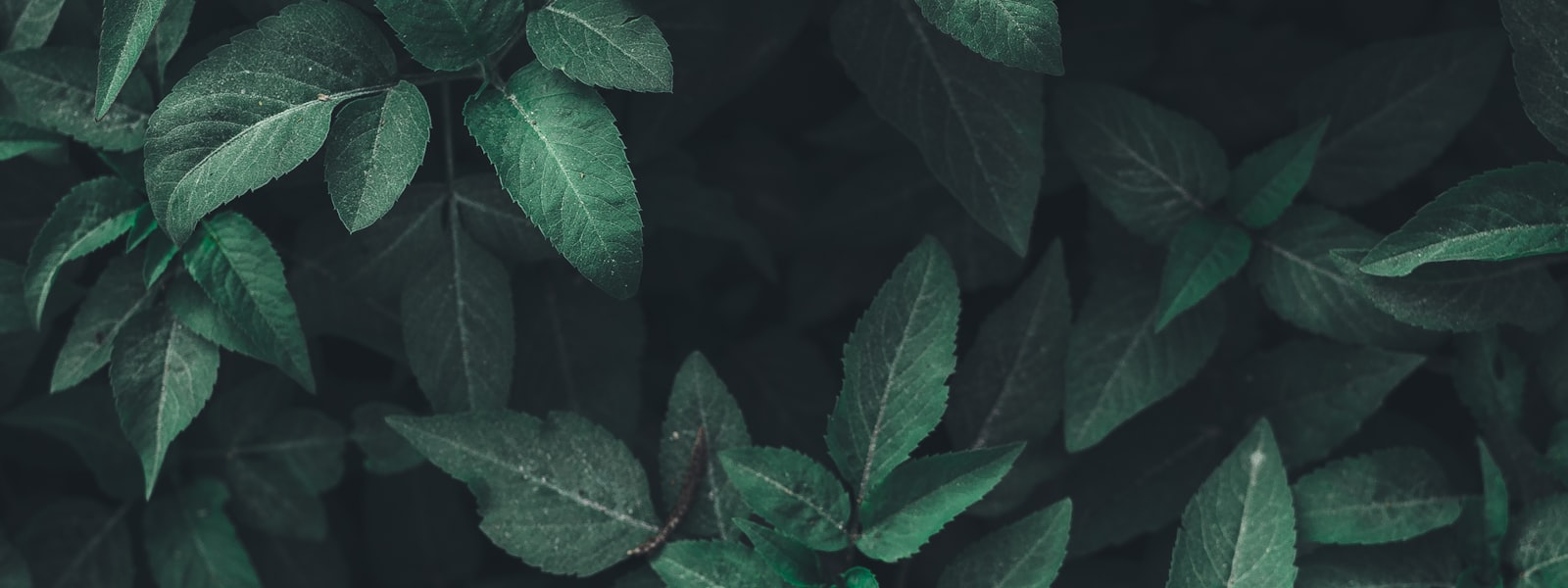 Sunlight filtering through a forest canopy, Health Britannica All Guides & Reviews