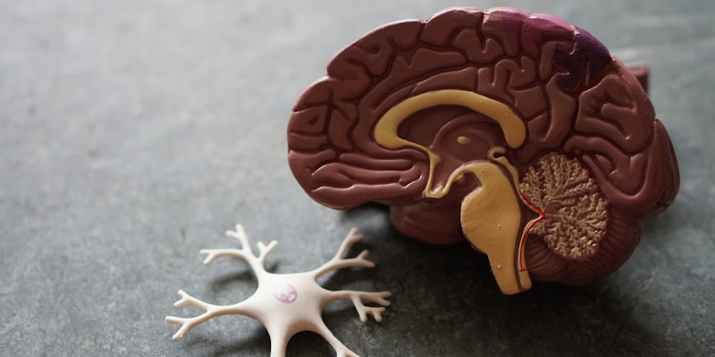 Brain and neural connections concept representing cognitive enhancement